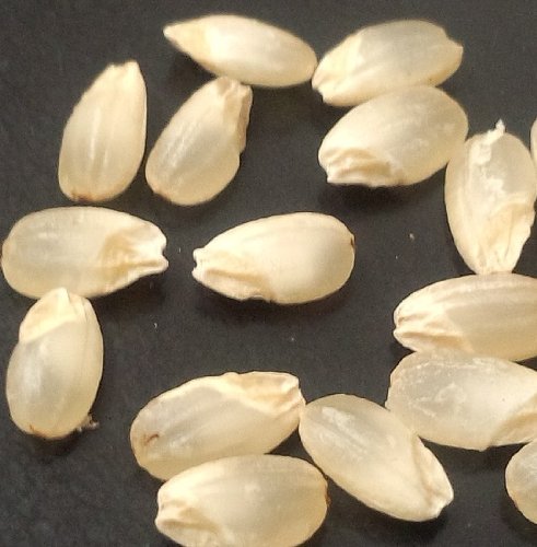 静岡県 巨大胚芽米 カミアカリ® 玄米５kg 令和７年産商品画像