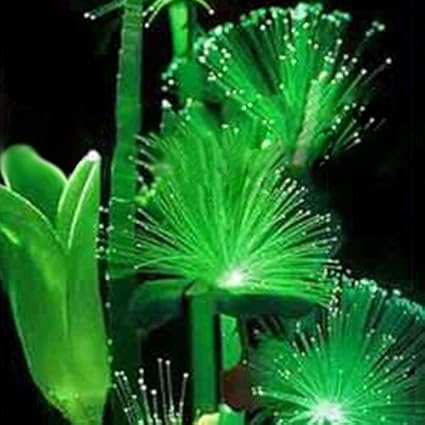 SSXY Smaragd Fluoreszierende Blumensamen Nacht Licht Emittierende Pflanzen Leuchtende Smaragd Samen Seltene Bonsai Pflanzen, 