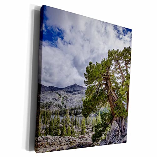 3dRose Sierra Juniper Above Tamarack Lake, Desolation Wilderness, CA, USA - Mus…
