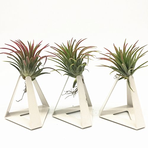 Pack of 3 Tabletop Standing Air Plant Holder Air Plant Stand Air Plant Container Xerographica Air Plant Holder Air Plant Support Tillandsia Air Plant Stand