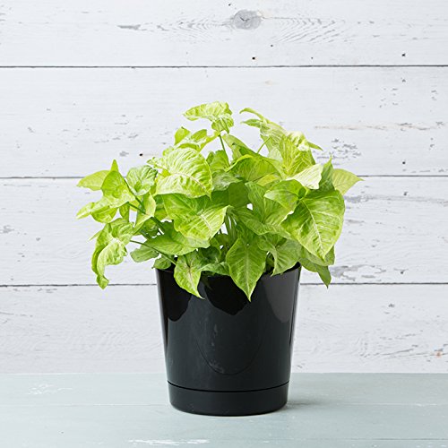 Full Depth Round Cylinder Pot, Black, 10-Inch