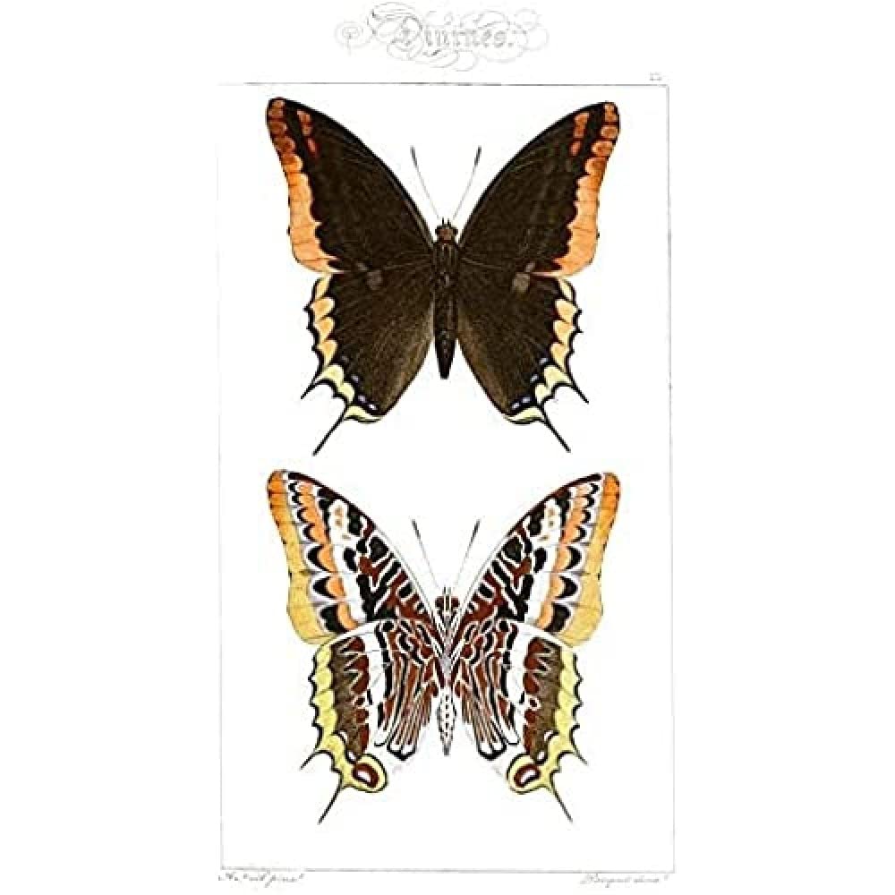 Butterflies Black and Brown Pattern Art Print Canvas Premium Wall Decor Poster