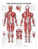 The Muscular System Anatomical Chart Laminated 