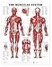 The Muscular System Anatomical Chart Poster Print Laminated Poster 20 x 26in