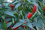 African Bird’s Eye Chili (100 Seeds) Malawi bird