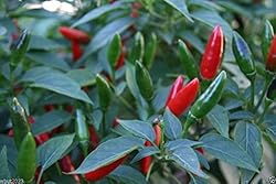 African Bird’s Eye Chili (100 Seeds) Malawi bird