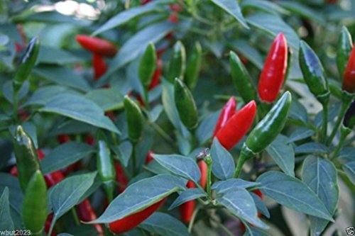 African Bird’s Eye Chili (100 Seeds) Malawi bird