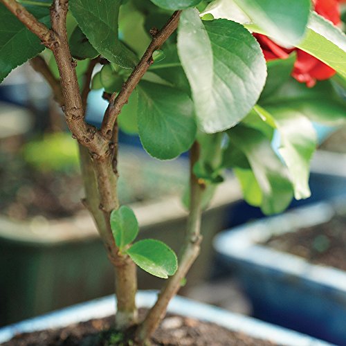 Brussel's Live Japanese Red Quince Outdoor Bonsai Tree - 3 Years Old; 10" to 12" Tall with Decorative Container - Thumbnail 2