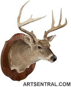Amazon.com: ARTSENTRAL.COM Deer Shoulder Mount (Real Deer Head Mount