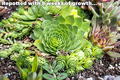 4 Pack+Live+Sempervivum+Houseleek+Geometric+Rosette