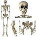 Prextex 5 Ft. Tall Halloween Skeleton- Full Body Halloween Skeleton for Best Halloween Decoration