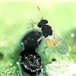 1,000 Encarsia Formosa Eggs for Whitefly Control