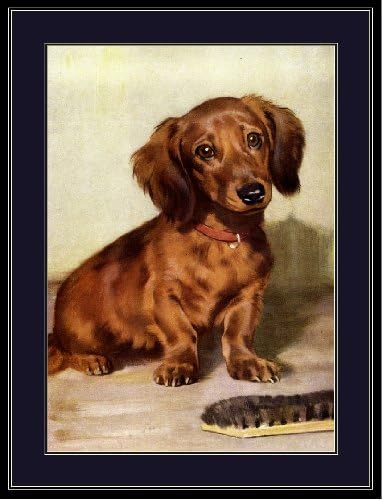 Amazon Com A Slice In Time Long Haired Red Dachshund Puppy Dog