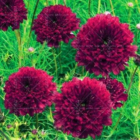 Amazon 5 100ピースダブルコスモス種子多年生の花の種子盆栽菊植物庭バルコニー観賞植物簡単に育てる 花 Amazon 5 100ピースダブルコスモス種子多年生の花の種子盆栽菊植物庭バルコニー観賞植物簡単に育てる 花