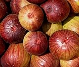 HEIRLOOM NON GMO Brown Turkish Fig 10 Seeds
