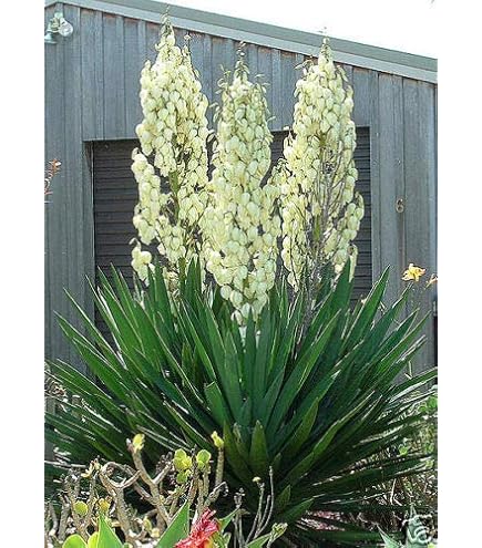 Amazon.com : Yucca Cane Plant - Live Plant in a 8 Inch Pot - Yucca
