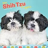 Shih Tzu Puppies 2019 12 x 12 Inch Monthly Square Wall Calendar, Animal Small Dog Breed Puppies (Mul by 