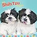 Shih Tzu Puppies 2019 12 x 12 Inch Monthly Square Wall Calendar, Animal Small Dog Breed Puppies (Mul by 