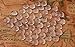 PH PandaHall 240pcs Glass Dome Cabochons 10mm Transparent Glass Cabochons Clear Glass Pebbles Non-calibrated Round for Rings Cameo Pendants Necklaces Bracelets Photo Charms Jewelry