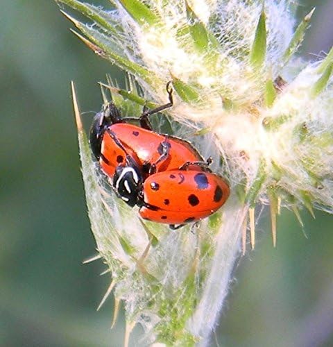 Live Ladybugs 4500ct Pre-Fed & Farm Fresh - GUARANTEED FRESHEST PRODUCT IN US