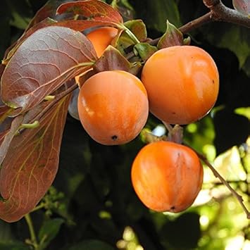 planter un kaki persimon