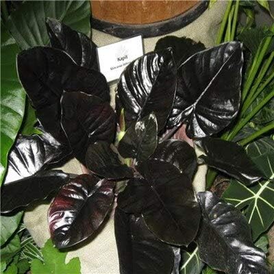 50 Pcs Alocasia Jewel of Borneo Kapit Alocasia Infernalis Purple Elephant Ear Sml Seeds for Home Garden : 4