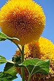 Sunflower Seeds 20/Pack (Helianthus annus) Organic Non-GMO Home Garden Sunny Sun Flower Seeds Open Pollinated Seeds for Planting (Teddy Bear Sunflower)