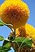 Sunflower Seeds 20/Pack (Helianthus annus) Organic Non-GMO Home Garden Sunny Sun Flower Seeds Open Pollinated Seeds For Planting (Teddy Bear Sunflower)