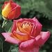 Jackson & Perkins Summer Nights Hybrid Tea Rose - 2-Quart