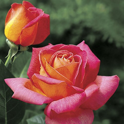 Jackson & Perkins Summer Nights Hybrid Tea Rose - 2-Quart Jackson & Perkins Summer Nights Hybrid Tea Rose - 2-Quart