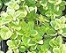 Greek Oregano Live Herb Plant