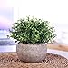 HC STAR Artificial Plant Potted Mini Fake Plant Decorative Lifelike Flower Green Plants Indoor and Outdoor Small Green Plants Fake Grass Plant for House Desk Shelf Greenery Room Decorations