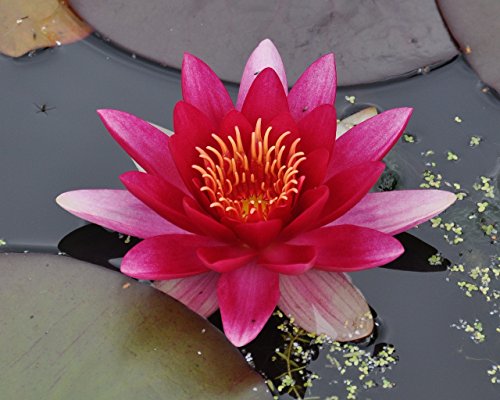 Live Aquatic Hardy Water Lily | Pre-grown, Pre-rooted, Hardy Water Lily for your Pond or Patio Water Garden | Drop-N-Grow Convenience -Red (Nymphaea 'Attraction')