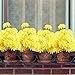 XYXCMOR 2 Pack 18 Heads Artificial Fake Mums Silk Autume Flowers Bouquet Arrangements Home Garden Dining Table Windowsill Wedding Christmas Party Cemetery Centerpiece Decor Yellow
