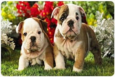 Lovely Two Bulldog Dogs Durable Home Indoor/Outdoor Floor Mat Doormats 23.6 x 15.7 inches(Small)