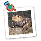 qs_83699_2 Danita Delimont - Lizards - Bearded Dragon Lizard - NA02 CAD0036 - Claudia Adams - Quilt Squares - 6x6 inch quilt square
