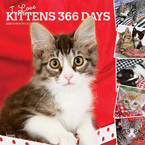 I Love Kittens 365 Days 2020 12 x 12 Inch Monthly Square Wall Calendar with Foil Stamped Cover, Anim by 