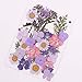 CheeseandU Real Mixed Multiple Dried Pressed Flowers, Chrysanthemum, Baby Breath, Larkspur, Hydrangea, Queen Anne's Lace Alyssum Leaves Natural Pressed Flowers For Art Craft DIY Resin, 34PCS