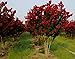 Red Rocket Crape Myrtle - Tall / Mature Height: 20-30' - (Plant, Shrub, Tree Size at Shipping / 1 Gallon 1-3 Foot Height)
