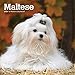 Maltese 2020 7 x 7 Inch Monthly Mini Wall Calendar, Animals Small Dog Breeds by 