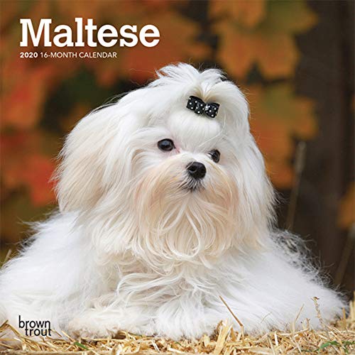 Maltese 2020 7 x 7 Inch Monthly Mini Wall Calendar, Animals Small Dog Breeds by BrownTrout Publishers Inc.