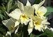 Iwanagara Appleblossom 'Hihimanu' AM/AOS Super Fragrant! Blooming size- orchid plant