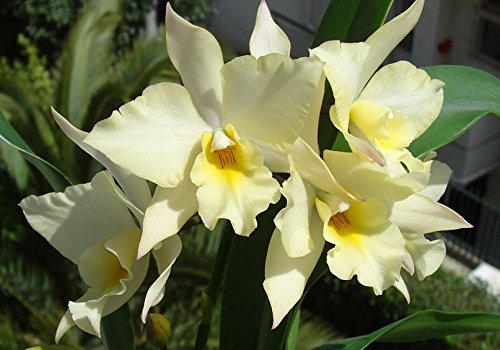 Iwanagara Appleblossom 'Hihimanu' AM/AOS Super Fragrant! Blooming size- orchid plant Iwanagara Appleblossom 'Hihimanu' AM/AOS Super Fragrant! Blooming size- orchid plant