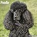 Poodle Calendar - Only Dog Breed Poodle Calendar - 2016 Wall calendars - Dog Calendars - Monthly Wall Calendar by Avonside