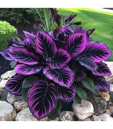 ◆Hydrangea4936◆ Amazon.com : 35pcs Blue Pink Purple Hydrangea Seeds