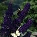 1 - Black Knight Butterfly Bush / Plant (Size at Shipping / 8-18 inches)