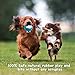 HOLYSTEED Squeaky Dog Balls Soft Latex Squeaky Dog Toy Fetch Play Balls Toy for Small Medium Pets