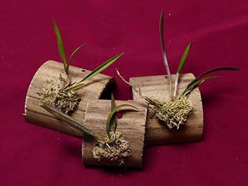 Miniature Orchid Brassavola Nodosa X Cattleya Cernua Bamboo Mounted
