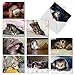 The Best Card Company - 10 Adorable Blank Cat Cards (4 x 5.12 Inch) - Cute Pet Kittens, Assorted Bulk Notecard Set - Cat You See Me Now M1543BN