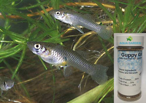 20 Live Mosquito Fish Koi Pond Aquarium Feeder Fish With Guppy